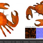 crab_render_showreel