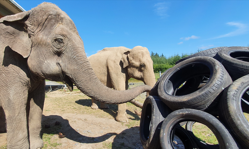 Elephants play ball