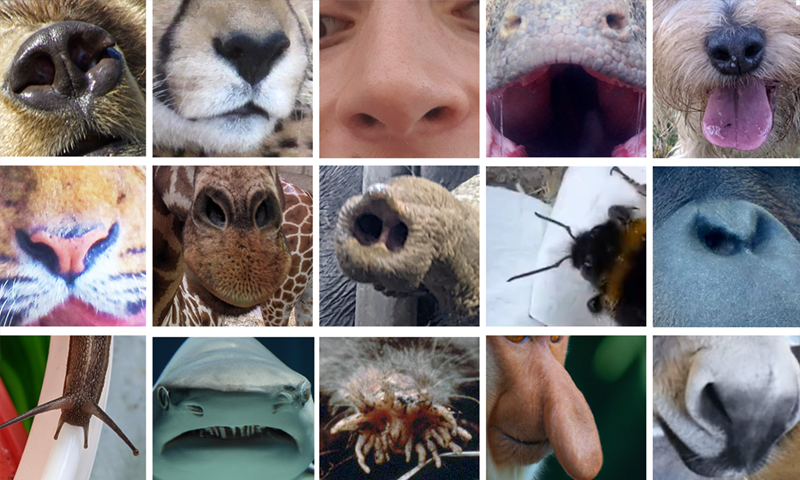 Multi-species noses
